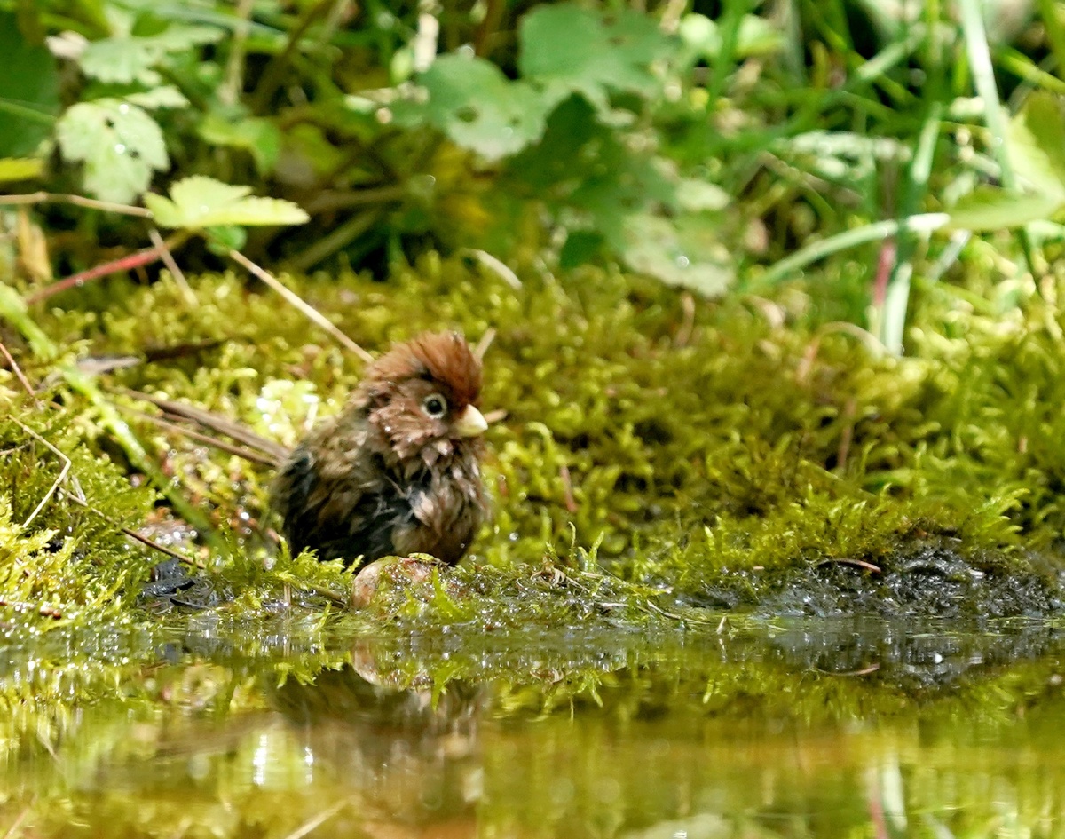 白眶鸦雀……兰州兴隆山