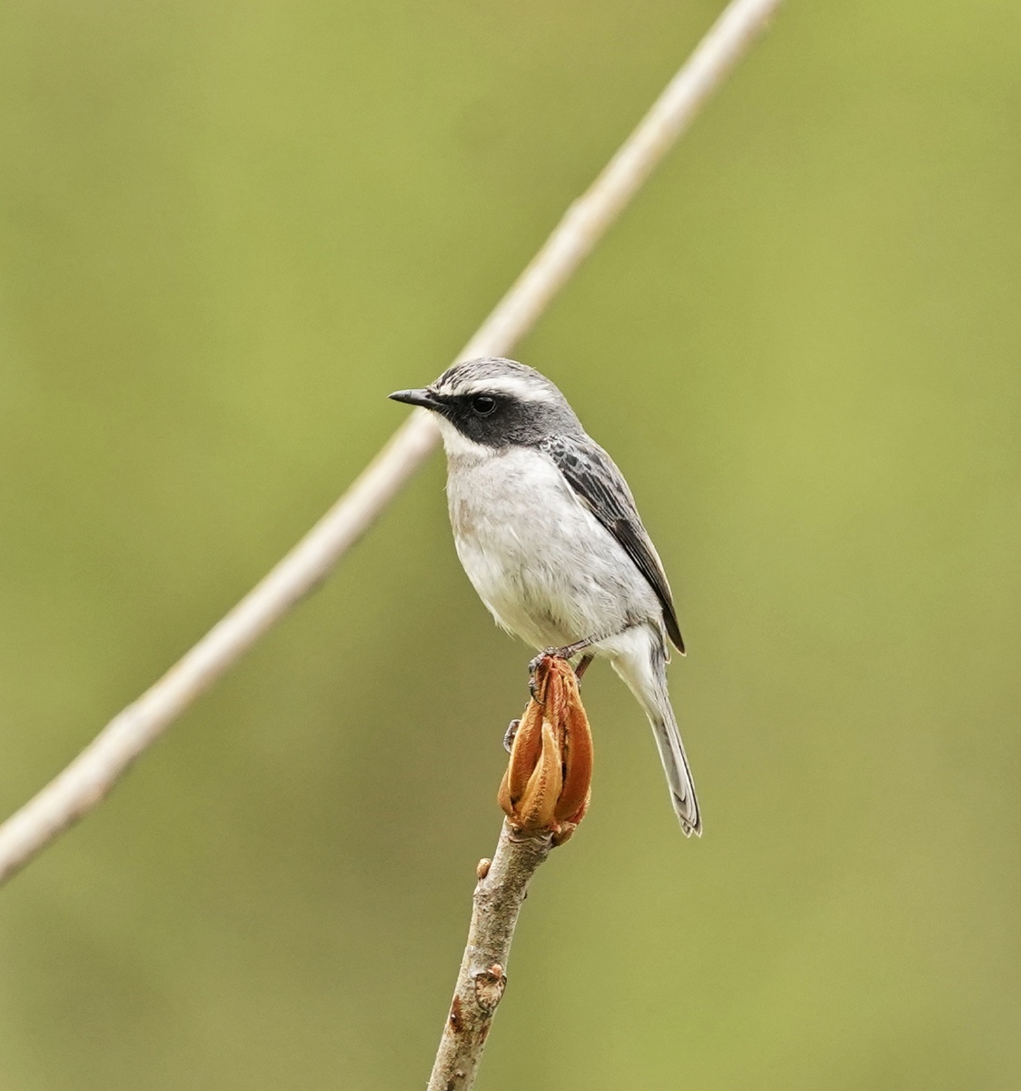 灰林46 - 汤子龙tangzilong - 图虫