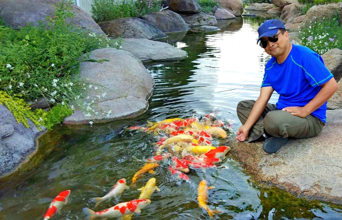北京娃娃鱼养殖,野生娃娃鱼也叫达尼，是我国最大两栖动物