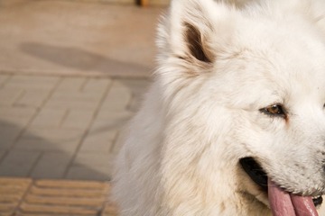 狗