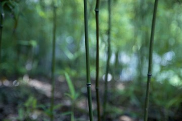 修竹