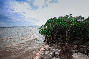 20131109-Frank Yu,Feng-Canon EOS 60D(10-20mm)-IMG_2679-(5184 x 3456 px)-红树林