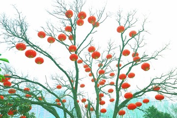 许愿树