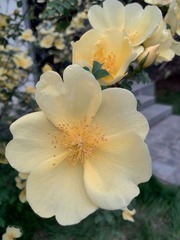 IMG_20140406_163037_