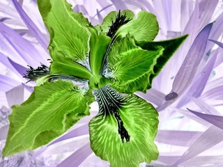 IMG_20140420_110321__