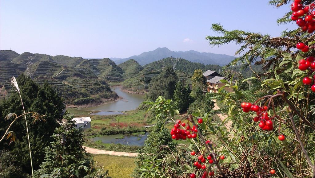 苗寨茶场园