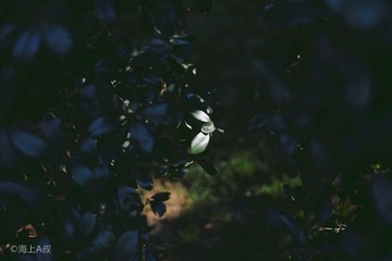 L1006131