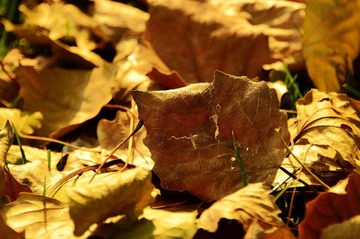 _DSC0439_