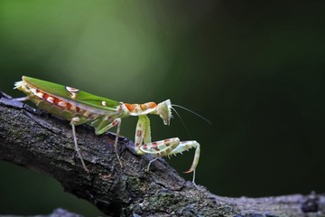 _MG_1717.JPG