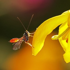 《微风细语～蜂花》.JPG