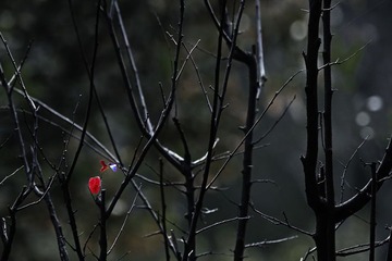 初春