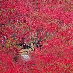  人面桃花相映红