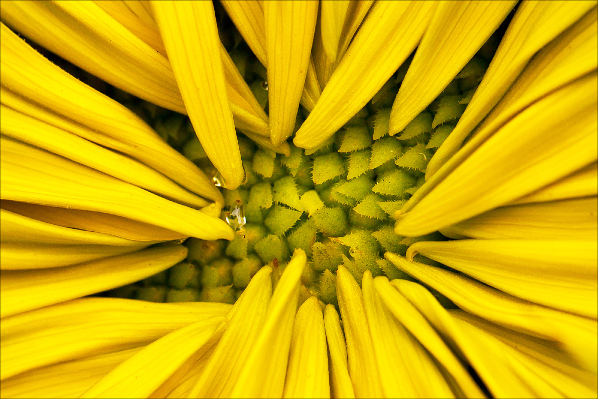 canon 5dii ef70-200f4l is 近摄镜