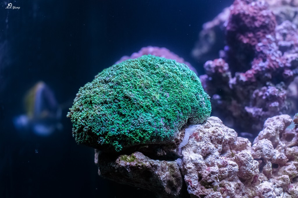 珊瑚：荧光宝石花