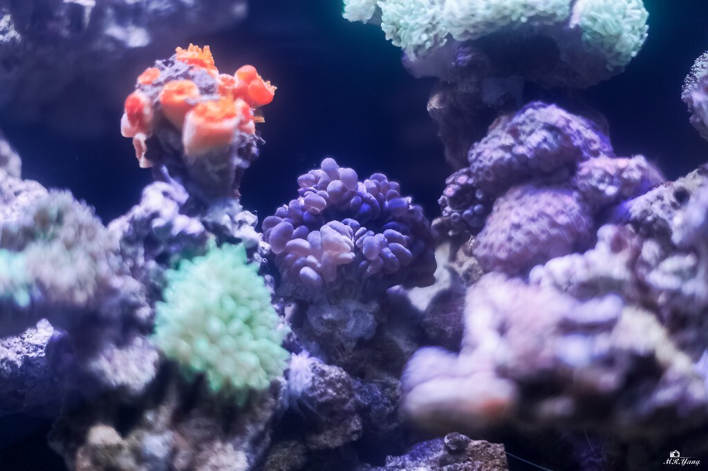 珊瑚：炮仗花、荧光奶嘴、紫气泡、荧光榔头、粉红纽扣