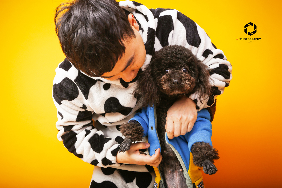 宠物摄影 一只叫做芒果的泰迪 - 动物, 抓拍, 佳