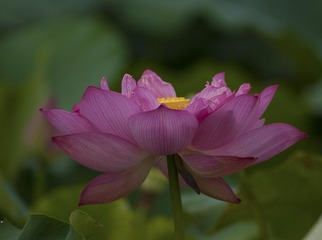 CRW_5006