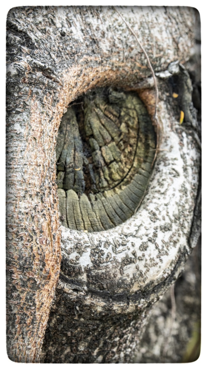 树眼