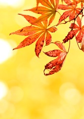 E2F6656E-4294-45F4-873C-A5BA1DC36A68/L0/001