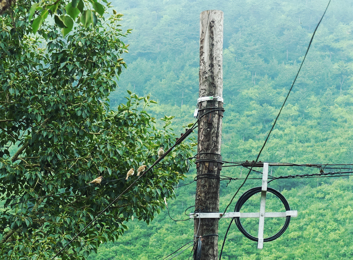 伫立在漫山遍野的绿色前,木制电线杆上的4只小麻雀叽叽喳喳