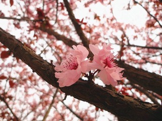 DSC09543_