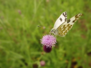 DSC00340_
