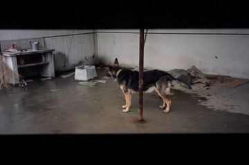 狗日子
