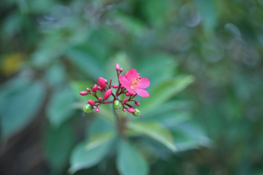 zeiss 35/f2 sample