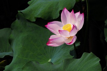 P7200333