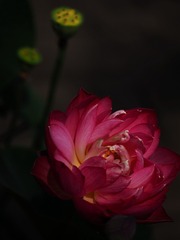 P6221499