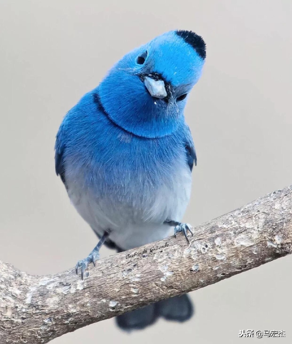 蓝色也被科学家称为 "结构色彩"(与色素色彩对应),因为它是由光线与