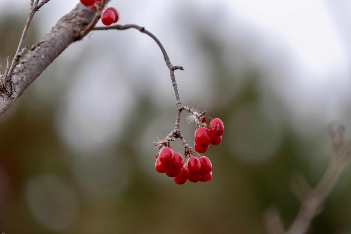 植物园里的山茱萸