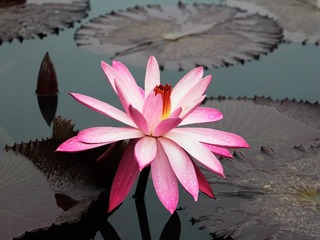 莲花1号fuben
