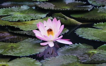 莲花3号