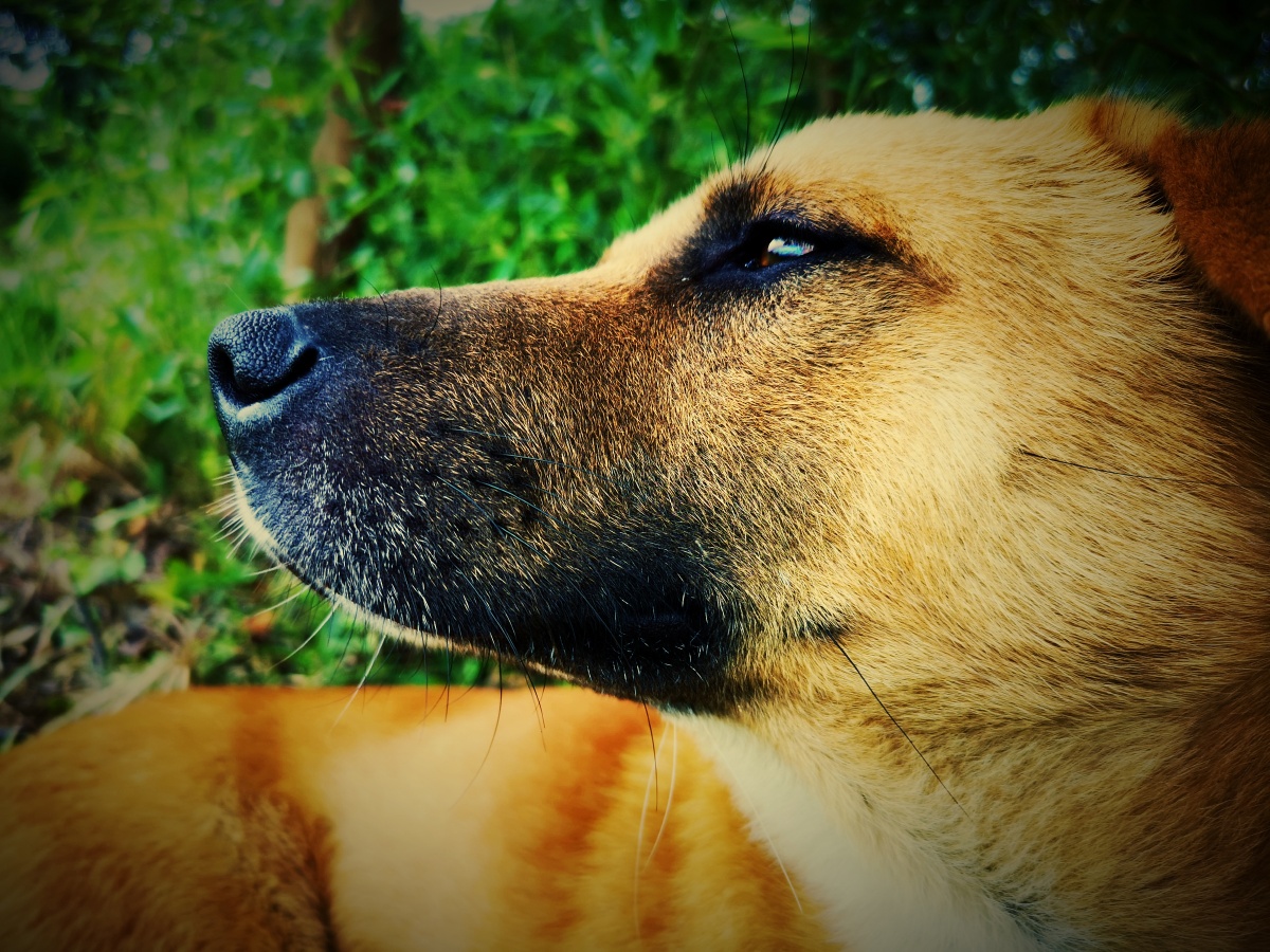 第一次,从一条狗的眼里读出了沧桑.