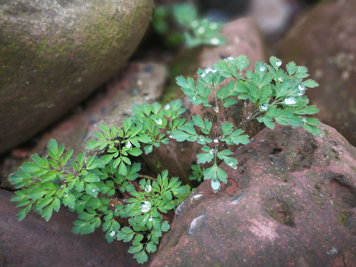 河滩上的清晨,头顶露珠的小草从石间探出.