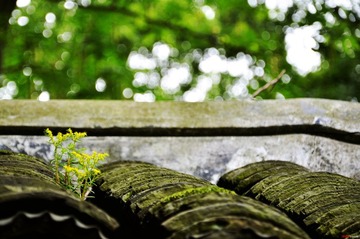 DSC_9258.jpg