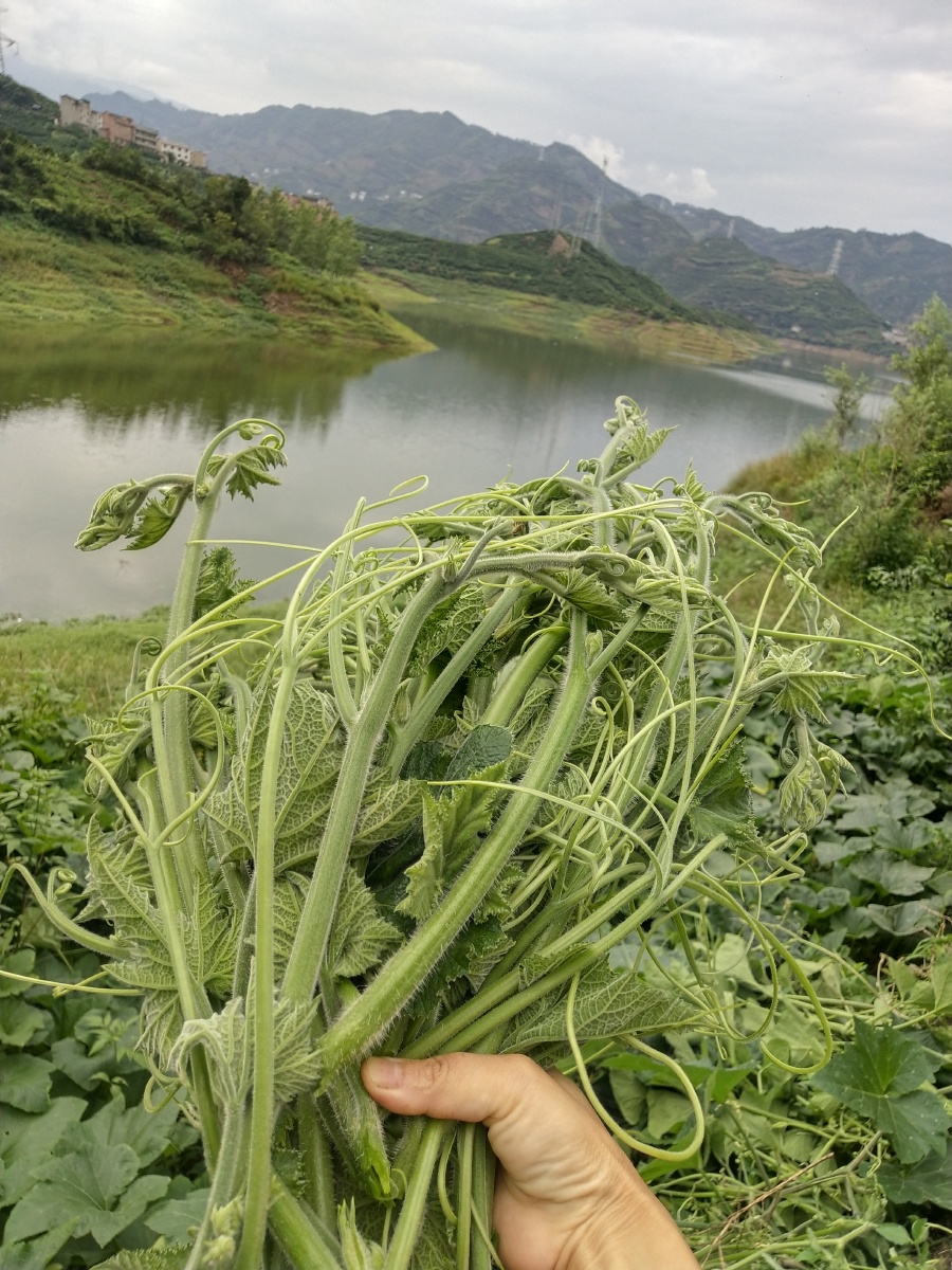果园边缘种了好多南瓜秧来摘南瓜瓜叶都嫩嫩的都可以清炒打汤