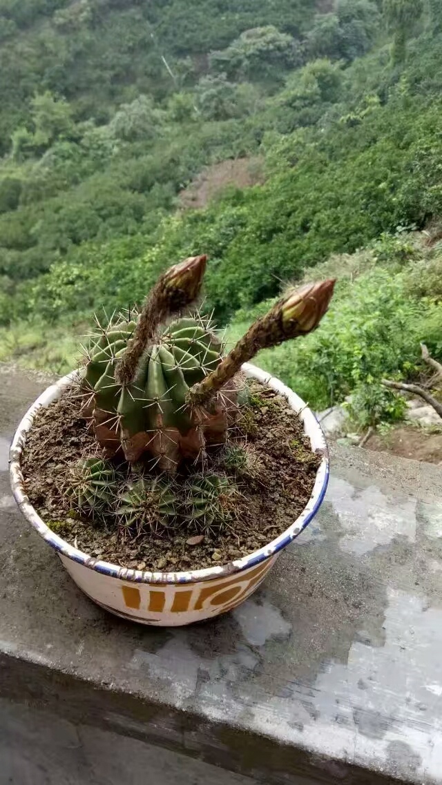 刺球花苞