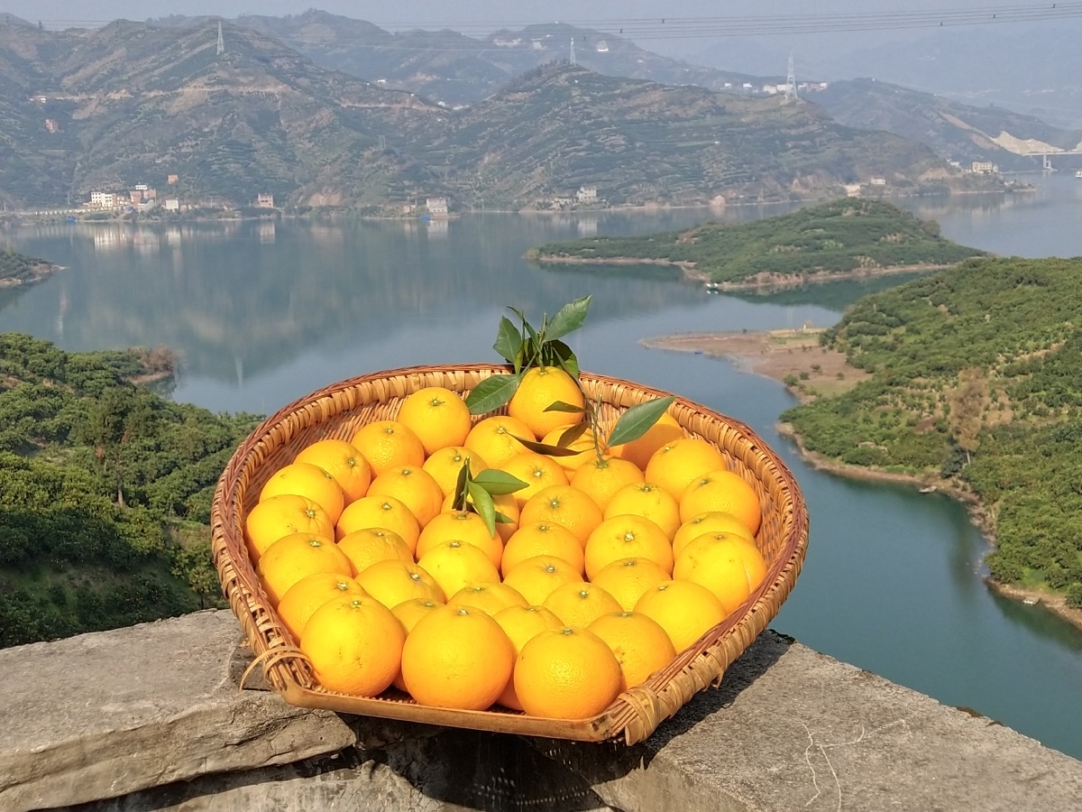 橙子- 秭归橙子格格