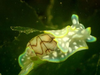144301070_90cefbcf05_o