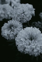 黄