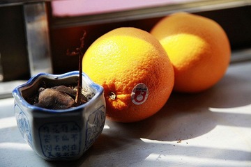 橙子