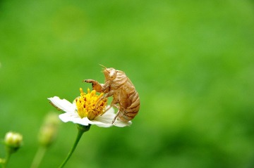 花上的虫壳