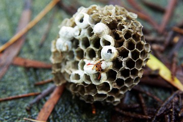 蜂巢