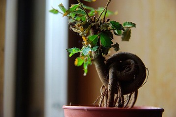 小植物