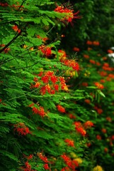 花3