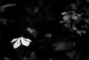 IMGP3916x