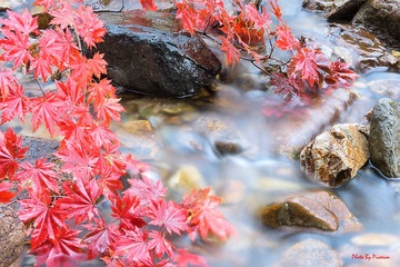 枫染河溪秋韵浓