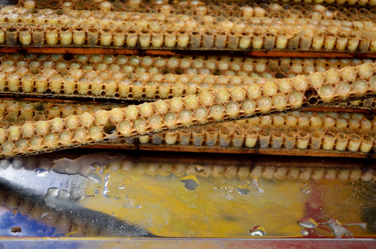 这是蜂王的巢,你可以看到蜂王的幼虫.